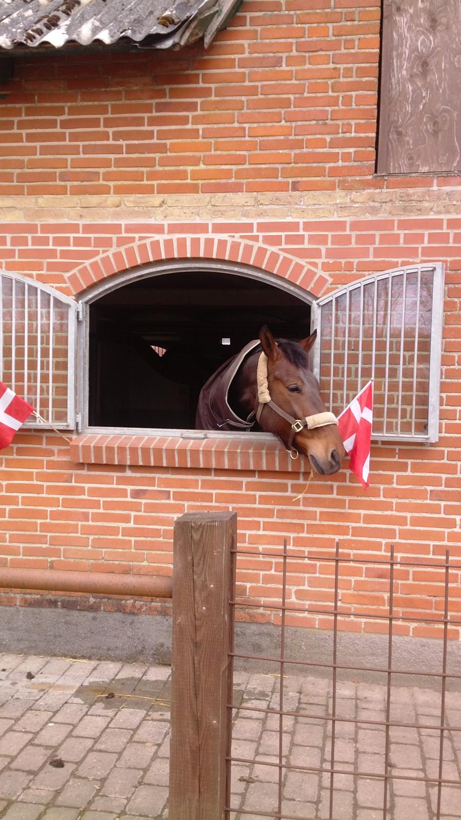 Oldenborg Bellinda Skovlyst - Bellindas 5 års fødselsdag billede 16