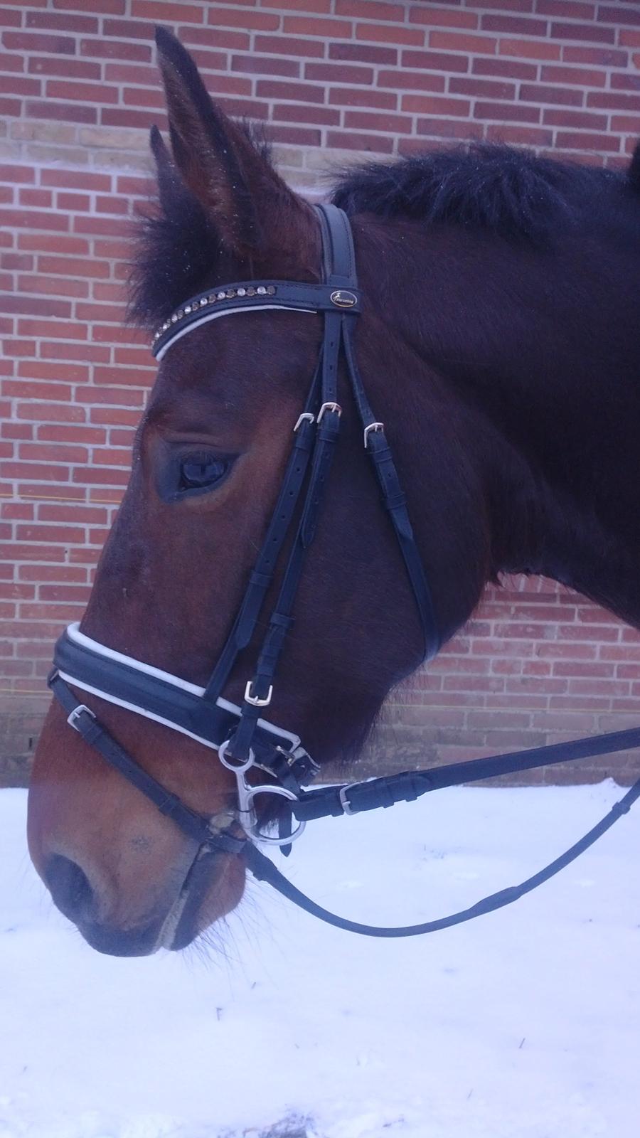 Oldenborg Bellinda Skovlyst - vinter 2013 billede 15