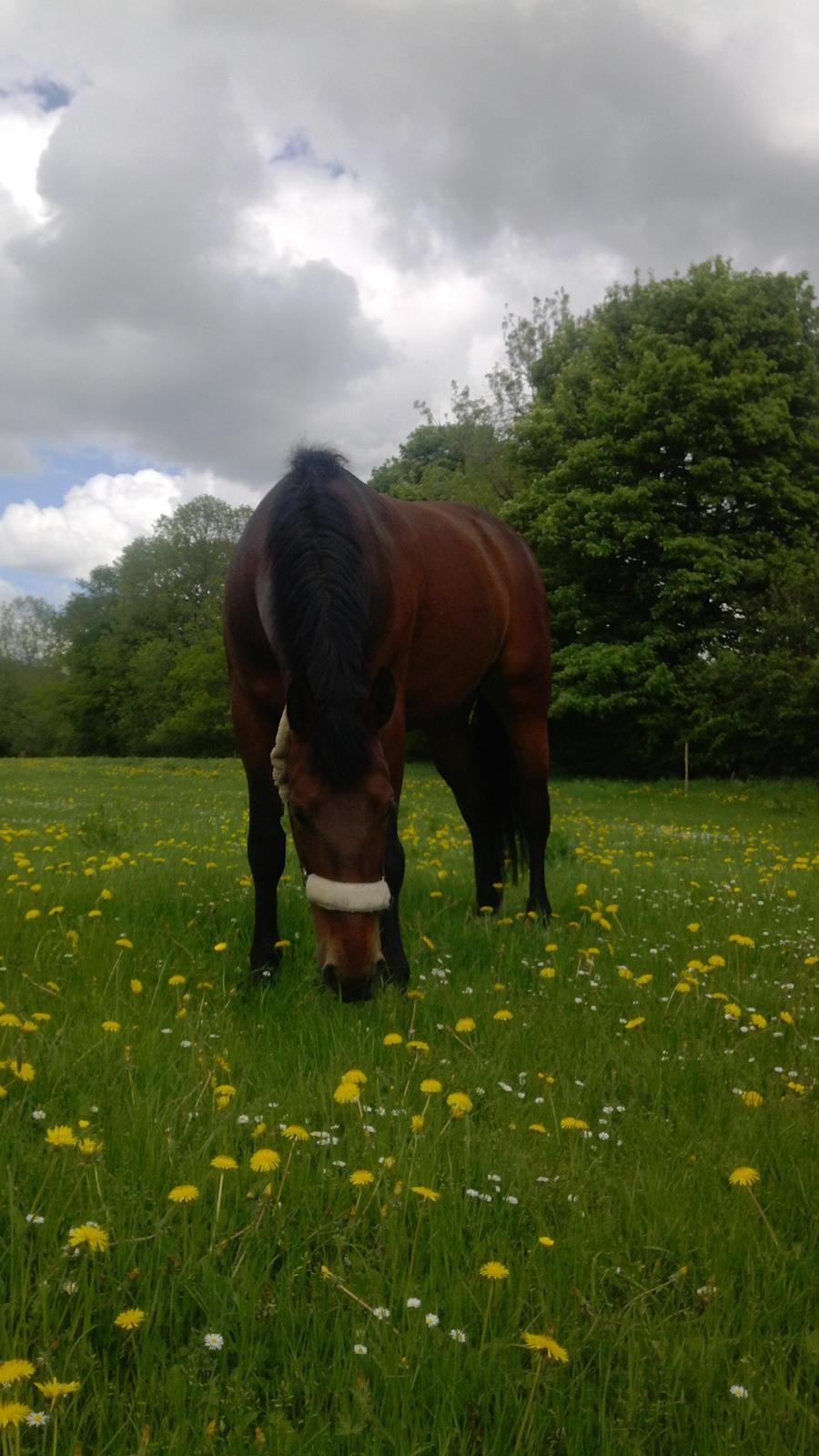 Oldenborg Bellinda Skovlyst - Første dag på græs sommer 2013 billede 17