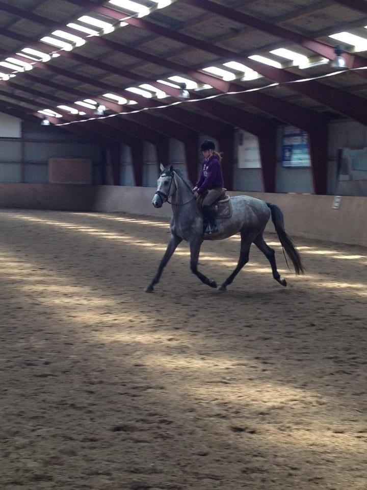 Holstener Carsandro Love billede 3