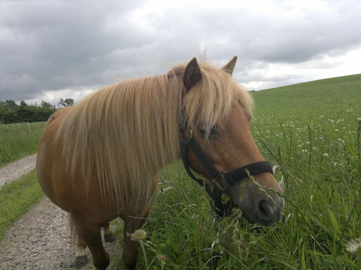 Anden særlig race nips billede 4
