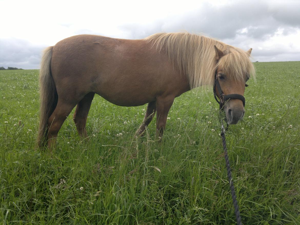 Anden særlig race nips billede 5