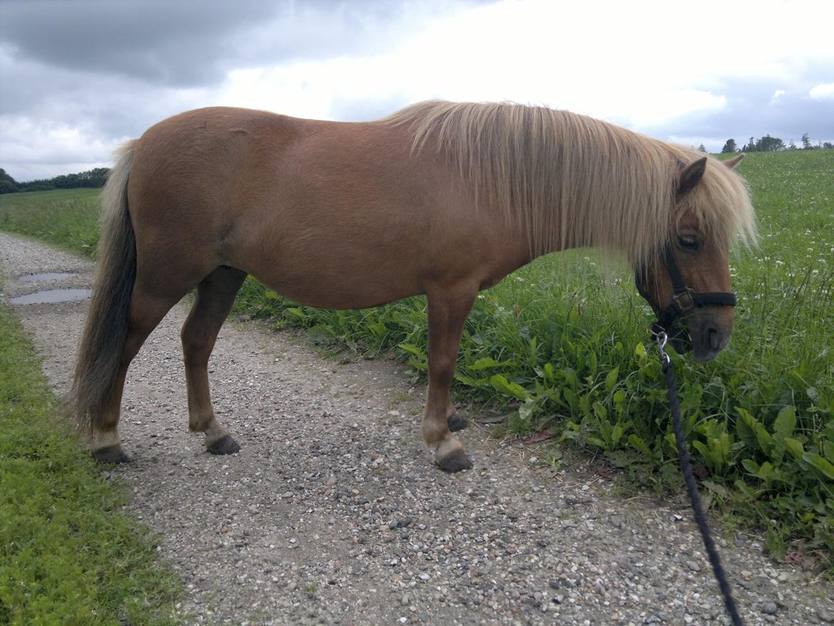 Anden særlig race nips billede 7