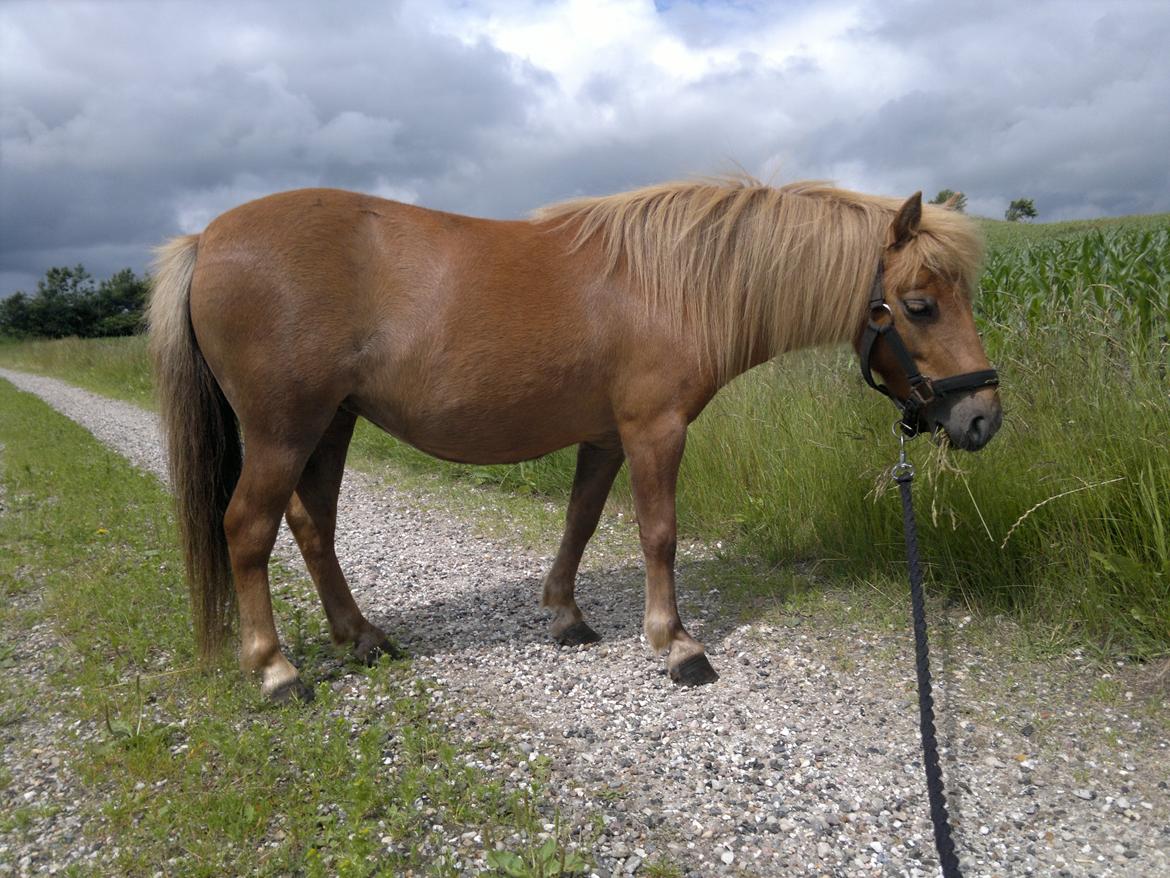 Anden særlig race nips billede 9