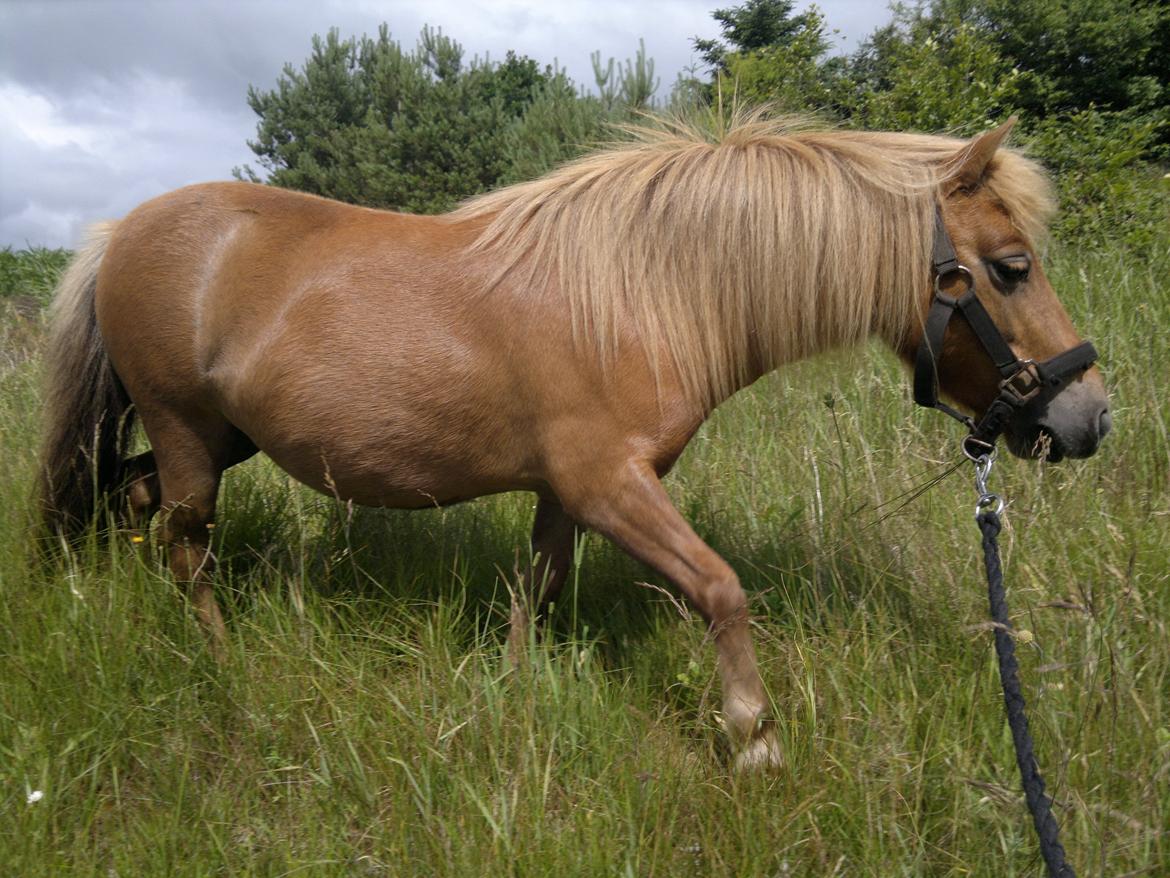 Anden særlig race nips billede 10
