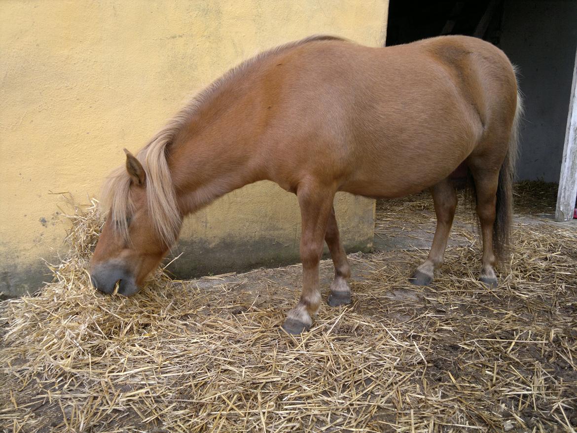 Anden særlig race nips billede 11