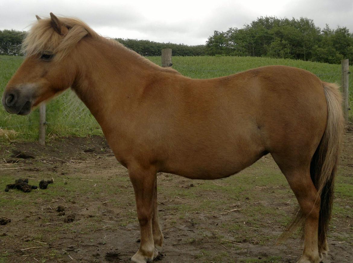 Anden særlig race nips billede 12