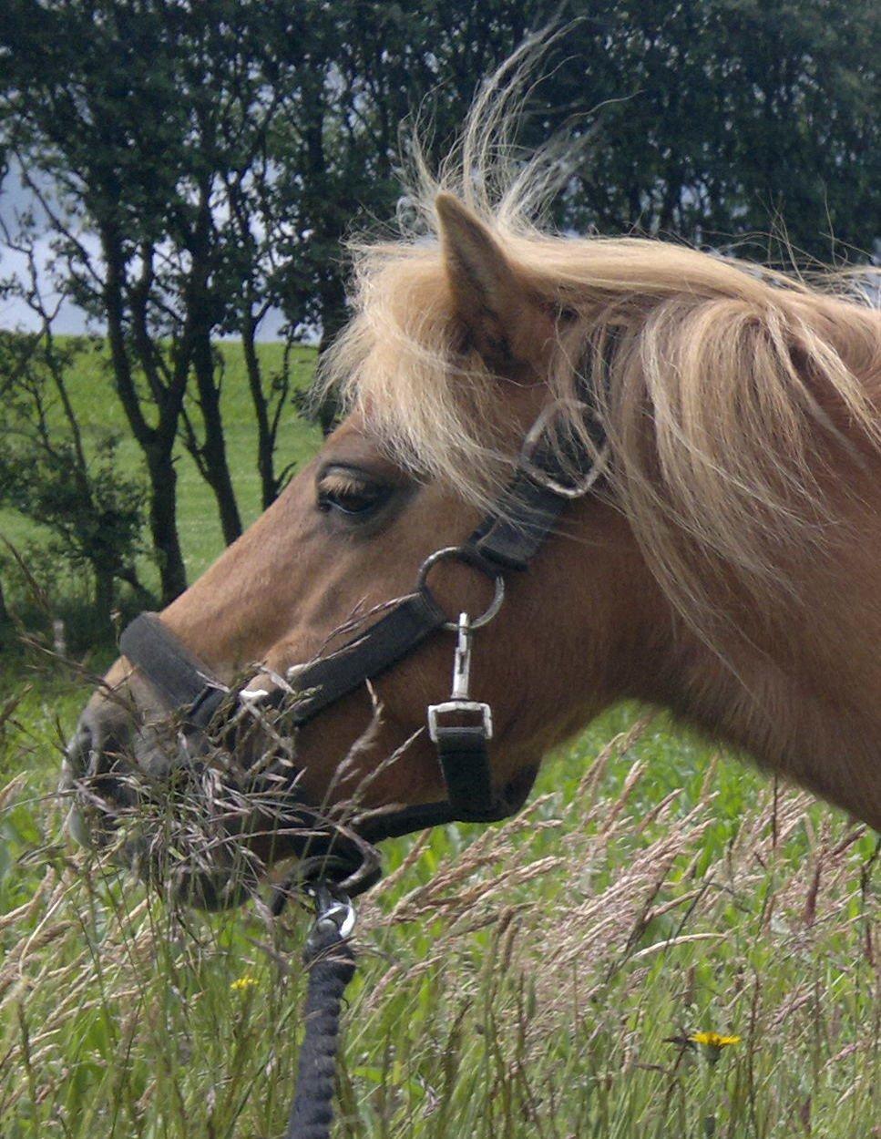 Anden særlig race nips billede 13