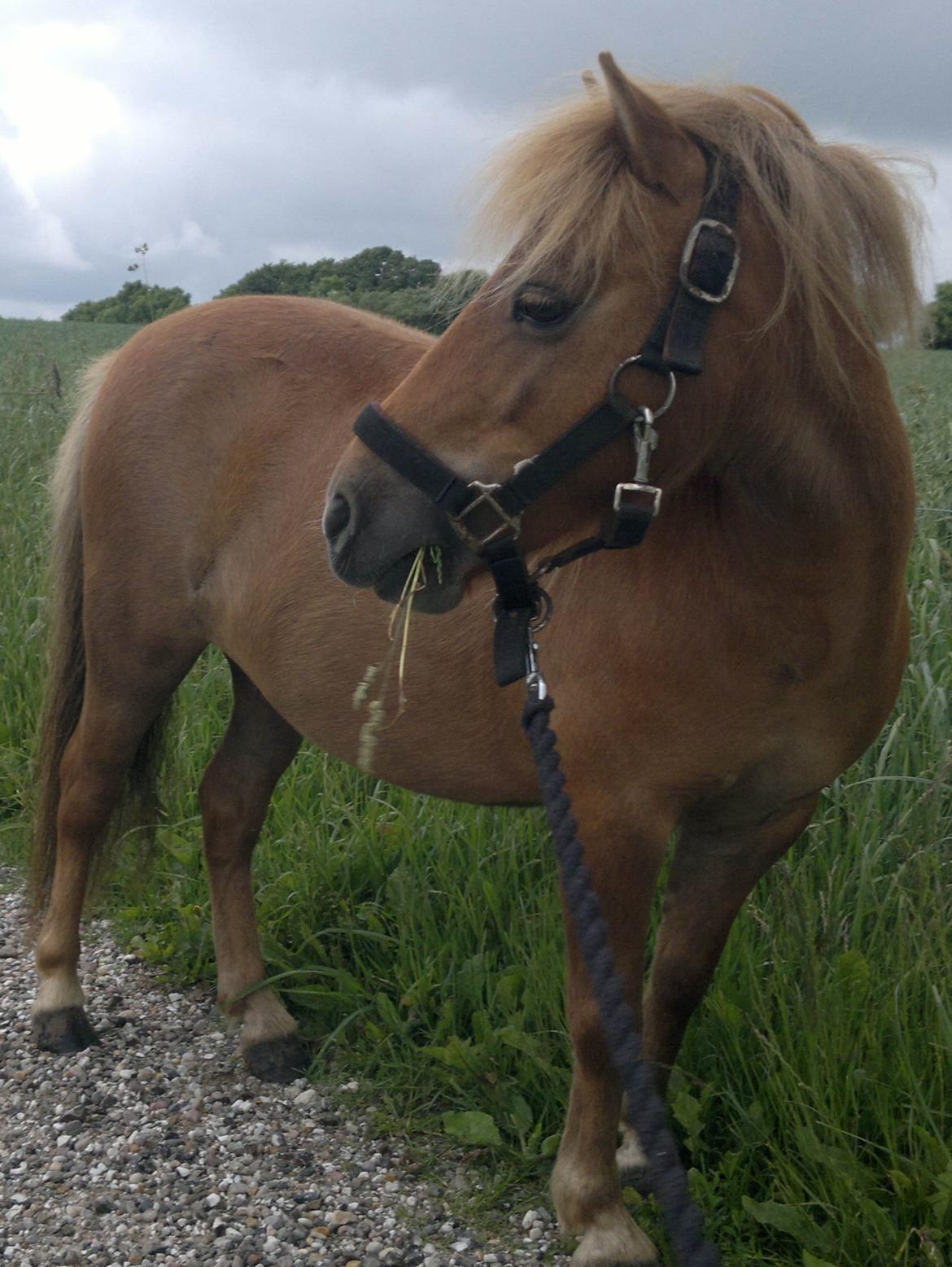 Anden særlig race nips billede 2