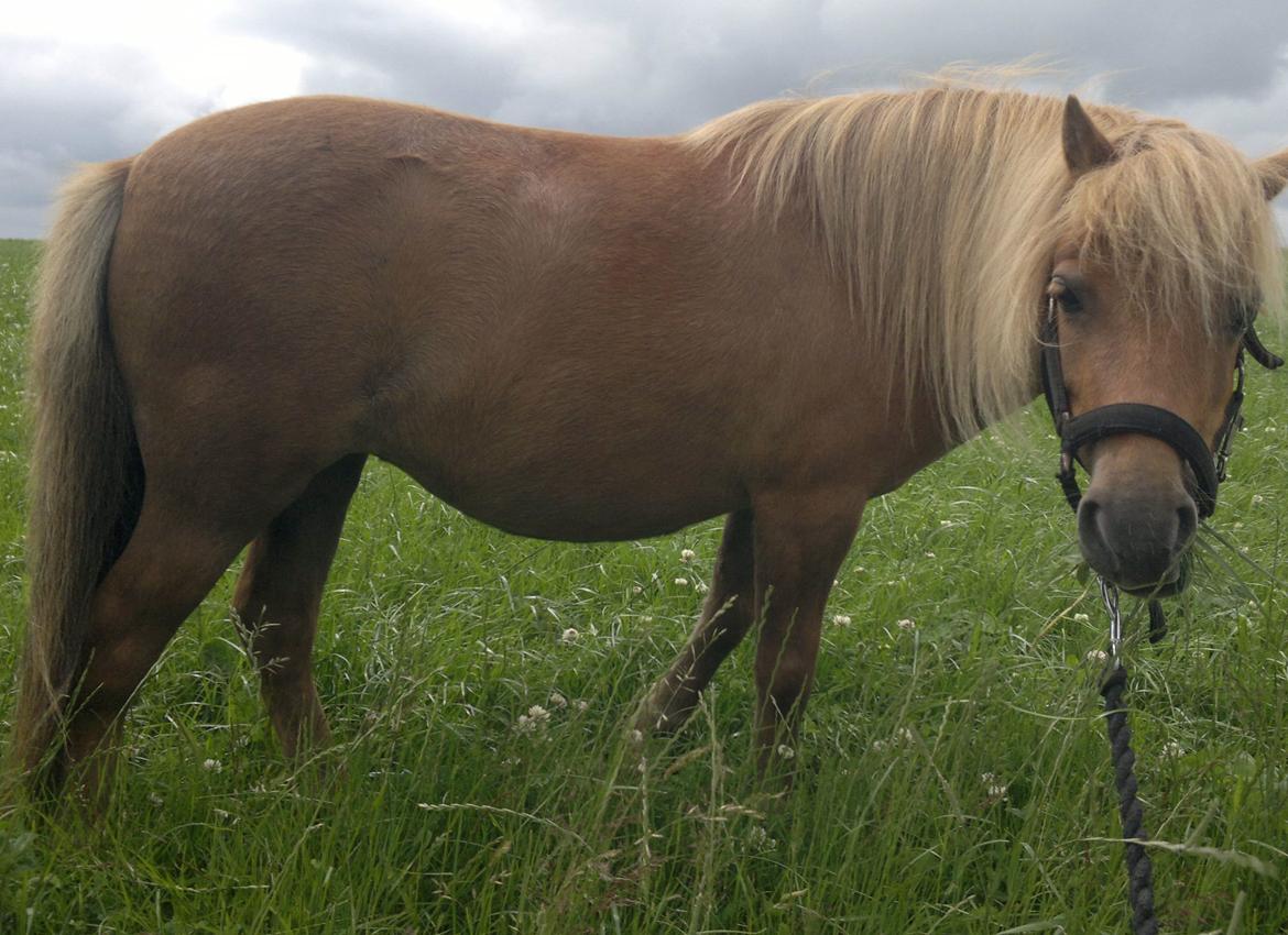 Anden særlig race nips billede 15