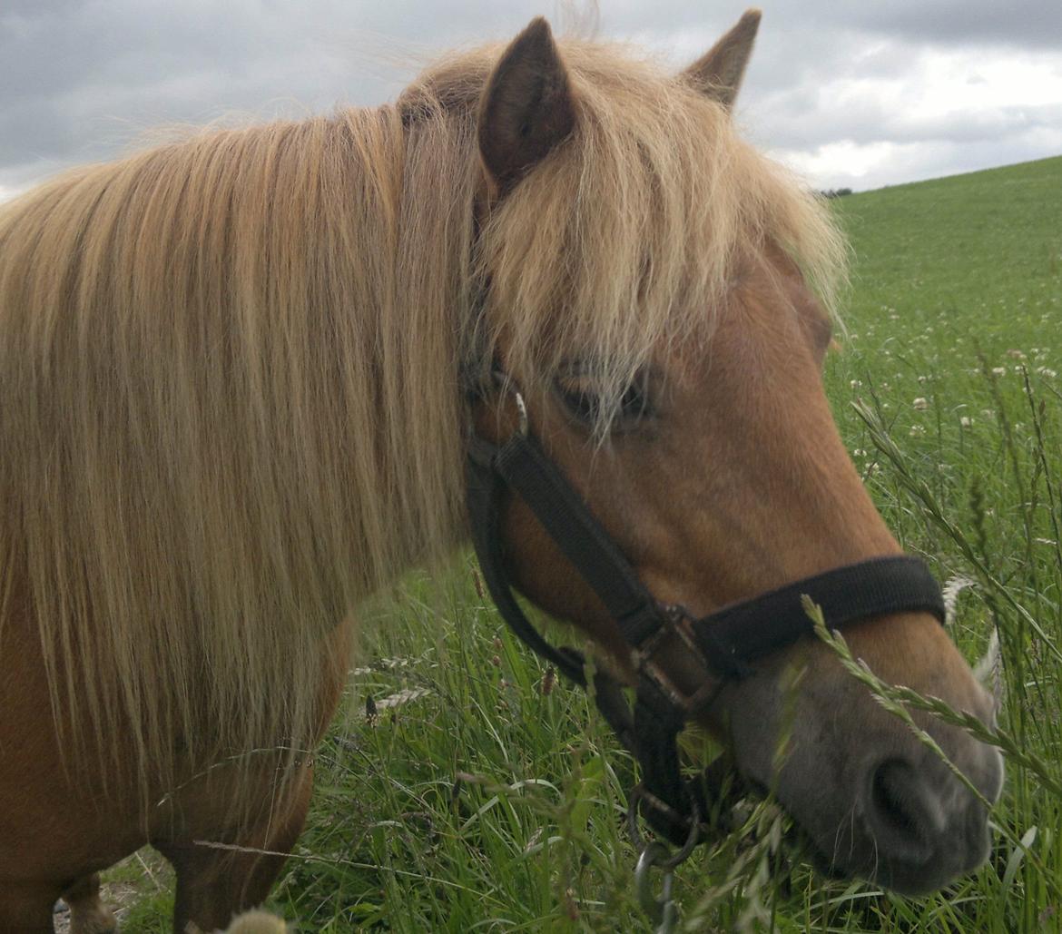 Anden særlig race nips billede 17