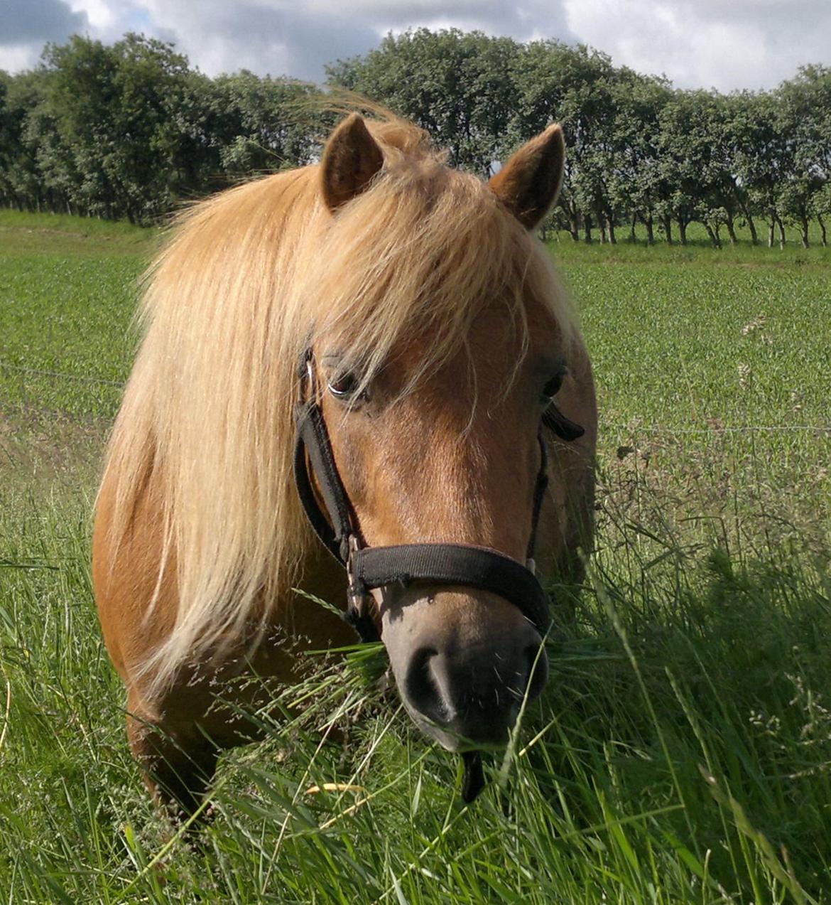 Anden særlig race nips billede 1