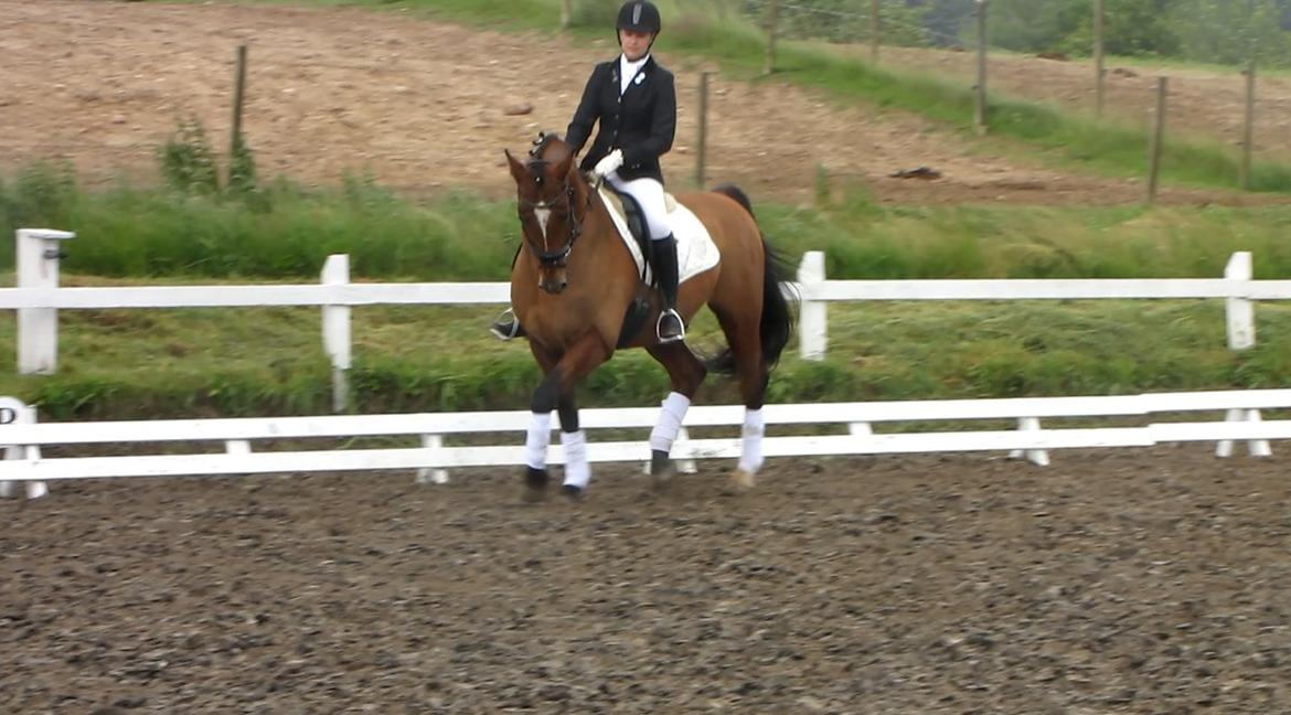 Dansk Varmblod Candor Højvang billede 19