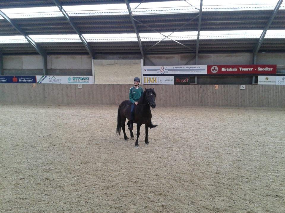 Islænder Svartur - første tur uden sadle<3 billede 1
