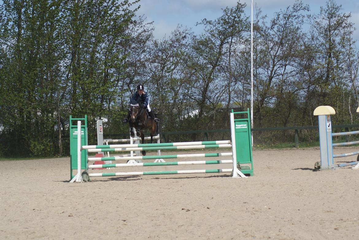 Hollandsk Varmblod KWPN Wichita billede 18