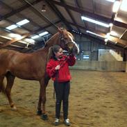 Tysk Sportspony Tabasco