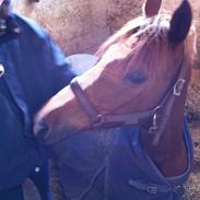 Tysk Sportspony Tabasco