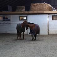 Tysk Sportspony Tabasco