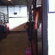 Tysk Sportspony Tabasco