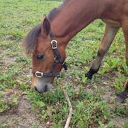 Anden særlig race Trioline