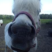 Anden særlig race Lady