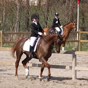 Dansk Varmblod Asterix