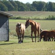 Traver Soelbergs Falconetti Simoni (Prins)
