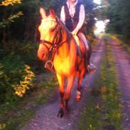 Anden særlig race Gogo