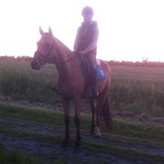 Anden særlig race Gogo