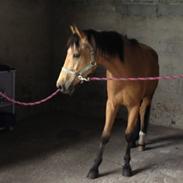 Anden særlig race Gogo