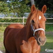 Anden særlig race Red Star  (tidl part)