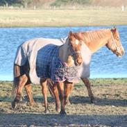 Anden særlig race Red Star  (tidl part)