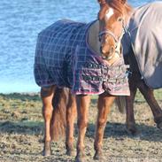 Anden særlig race Red Star  (tidl part)