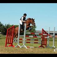 Anden særlig race Red Star  (tidl part)