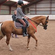 Tysk Sportspony Ketty