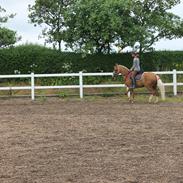 Tysk Sportspony Ketty