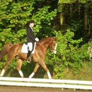 Dansk Varmblod Lupi's Rikosa (Ricosso)