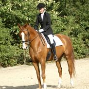 Dansk Varmblod Lupi's Rikosa (Ricosso)