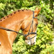 Dansk Varmblod Lupi's Rikosa (Ricosso)