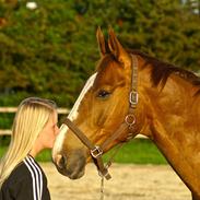 Dansk Varmblod Lupi's Rikosa (Ricosso)