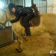 Fjordhest Røskva skath<3<3