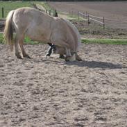 Fjordhest Røskva skath<3<3