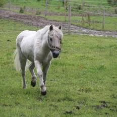 Anden særlig race Sally; Gamle  ^^ R.I.P ^^ SAVNET :'(