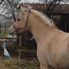 Fjordhest Oscar Vårby