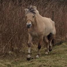 Fjordhest Oscar Vårby