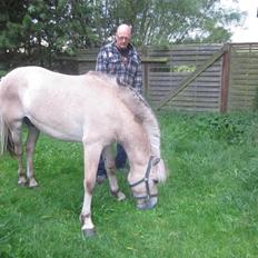 Fjordhest Oscar Vårby