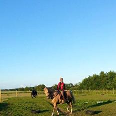 Palomino Lucky Samson