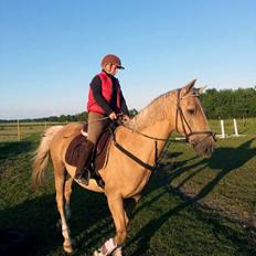 Palomino Lucky Samson