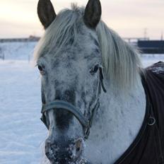 Knabstrupper Wendy |Aka. Lynet <3|