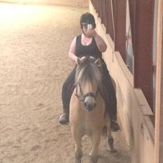 Fjordhest Hjalte tidselbjerg